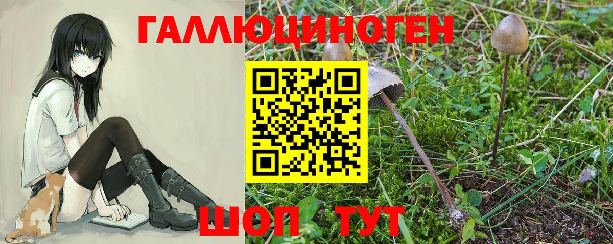 Галлюциногенные грибы Psilocybine cubensis  Вход с VPN  Междуреченск 